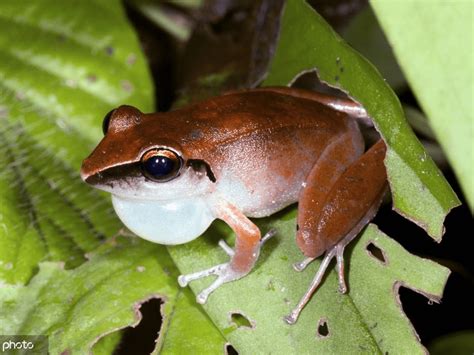 世界动植物王国：亚马逊热带雨林 搜狐大视野 搜狐新闻