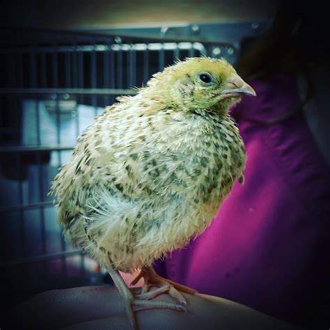 appalachian animal hospital 9