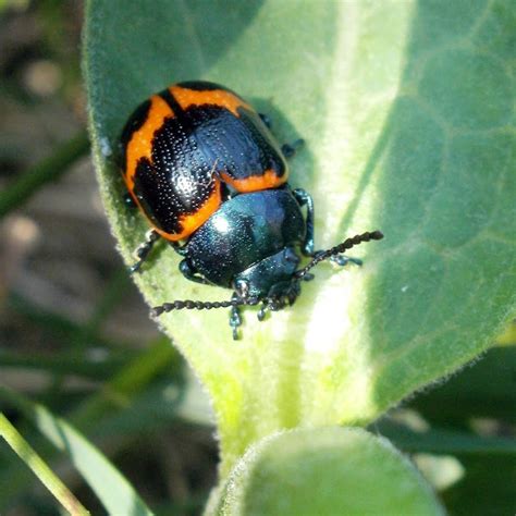 Swamp Milkweed Leaf Beetle Project Noah