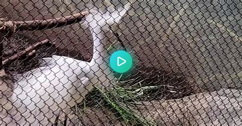 Floofy Snowy Egret Faceoff Album On Imgur