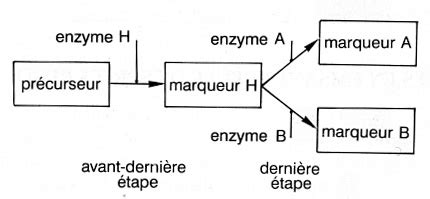 Cha Nes De Biosynth Se