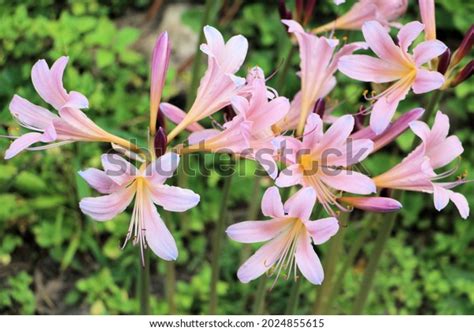 Naked Lady Flowers Garden Stock Photo 2024855615 Shutterstock