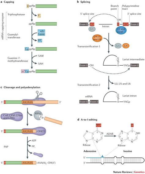 Messenger Rna Structure And Function