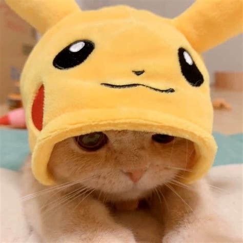 Cat Dressed As Pikachu Cute And Charming