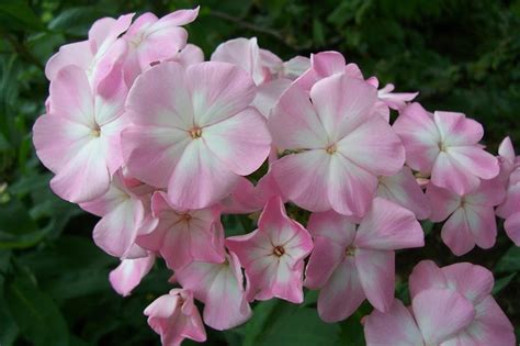 Флокс Цвет Яблони: описание сорта, характеристики, тонкости посадки и ...