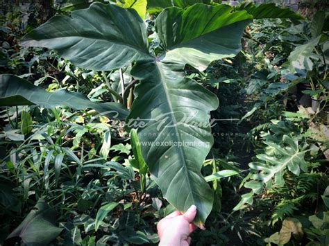 Фотокаталог редких филодендронов для заказа | EXOTIC PLANT Редкие ...