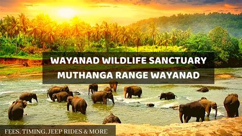 Wayanad Wildlife Sanctuary Muthanga Range Wayanad Kerala Review