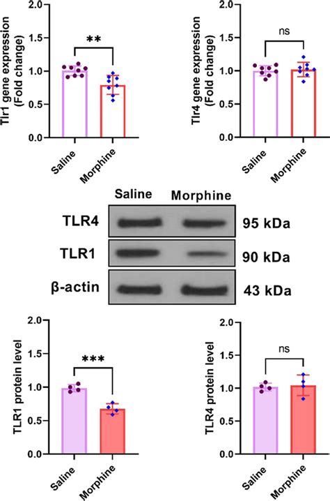 Expression Of Toll Like Receptors In The Pfc Following Induction Of