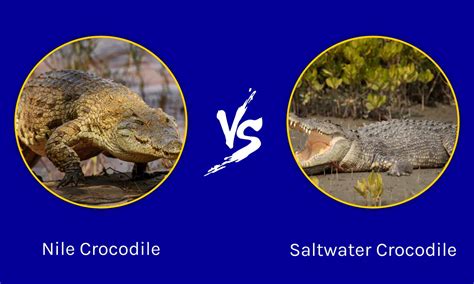 Epic Battles The Largest Nile Crocodile Ever Vs A Saltwater Crocodile