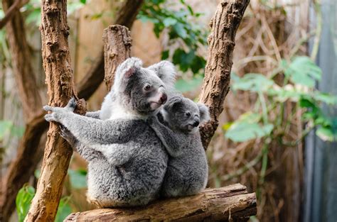 Koala Bears Free Stock Photo - Public Domain Pictures