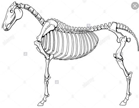 Equine Skeleton Review Diagram Quizlet