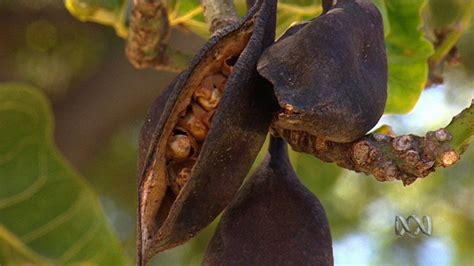 Understanding bush foods | Abc education, Aboriginal education ...