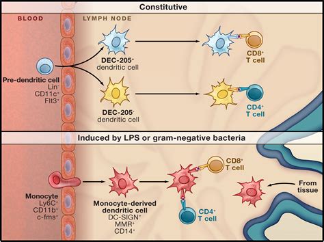 Monocyte Structure