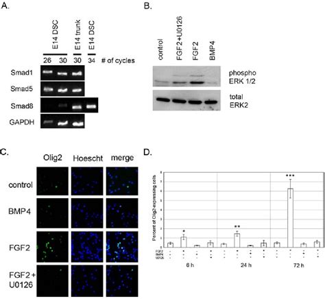 Figure From Induction Of Olig Precursors By Fgf Involves Bmp