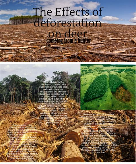 Deforestation Effects Diagram