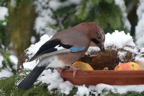 Vögel füttern im Winter