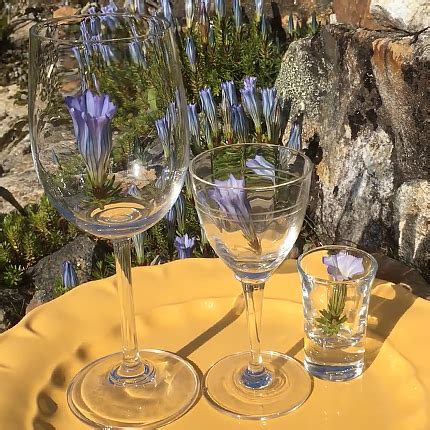 Горечавка: виды, особенности и уход - Flowers.ua