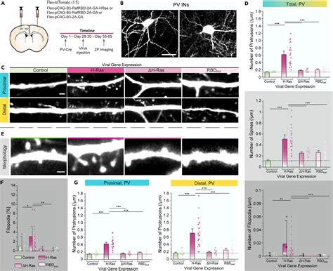 H Ras Induces Exuberant De Novo Dendritic Protrusion Growth In Mature Neurons Regardless Of Cell