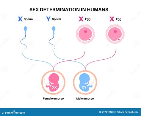 Sex Determination In Humans Cartoon Vector CartoonDealer