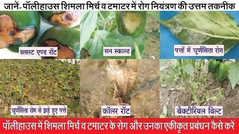 पॉलीहाउस में शिमला मिर्च व टमाटर के रोग और उनका एकीकृत प्रबंधन कैसे ...