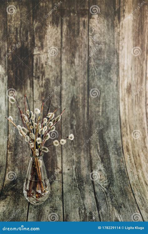 Pussy Willow Branches With Catkins Spring Wooden Background Stock Photo Image Of Decorated