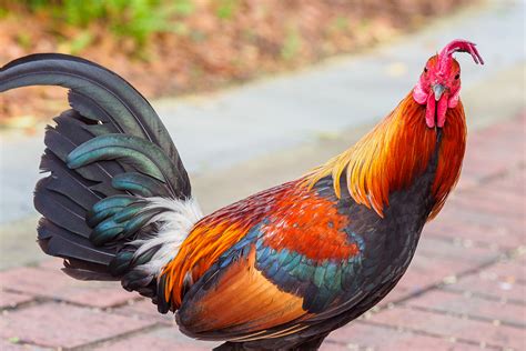 The 12 Animals Of The Chinese Zodiac Rooster Cgtn