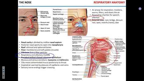 Respiratory Anatomy Pulmonary Ventilation Youtube