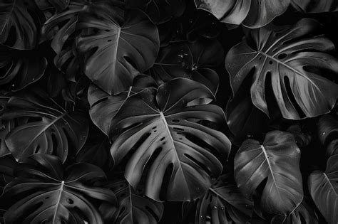 Premium Photo | Black monstera leaves background wallpaper