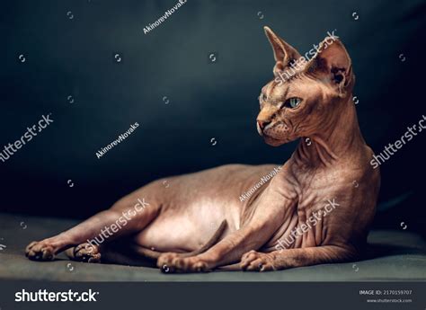 Naked Sphynx Cat On Couch Stock Photo Shutterstock