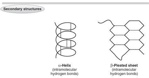 Protein Structures Primary Secondary Tertiary