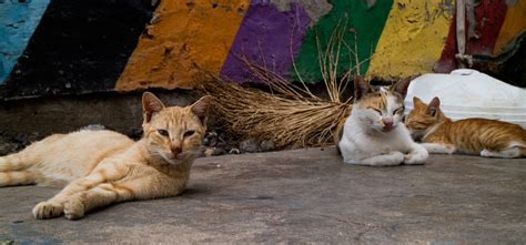 Fundació Silvestre 4 Cosas que hacer si te encuentras un gato abandonado