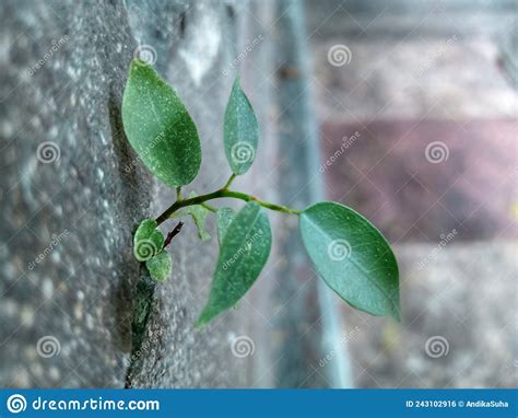 Planta Verde Que Crece En La Pared Sobre Un Fondo Borroso Foto De