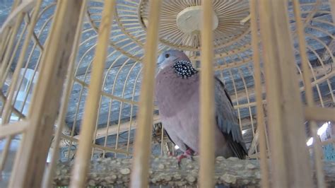 Chim Cu Gay Hot Tieng O Lang Son Youtube