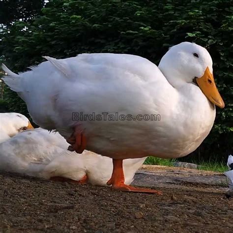 Por Qué los Patos Se Paran en Una Pierna