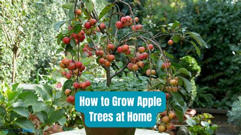grow apple trees  home