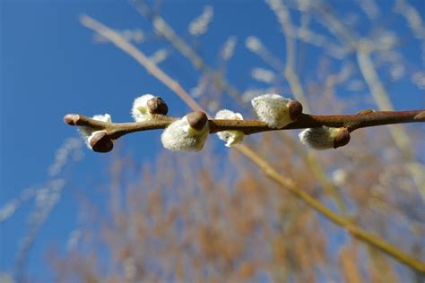 Free Nude Pussy Nature Photos Pixabay