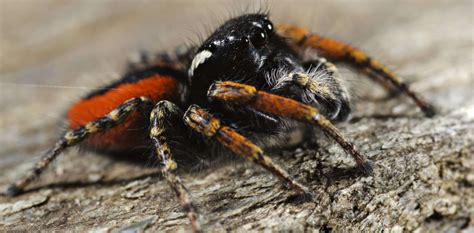 8 Common Spiders Found In Afghanistan 2025 Bird Watching Hq