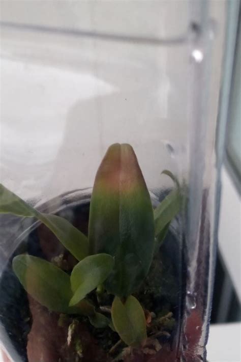 What To Do With Sunburned Orchid Leaves At Melvin Jackson Blog