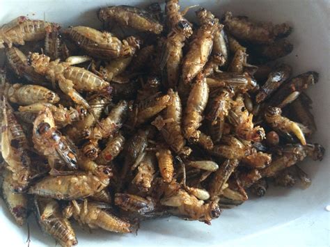 Eating Insects Is Eating Insects Healthy Particle