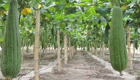 Cómo Cultivar Luffa Esponjas Vegetales Para El Aseo Y Limpieza Infoagronomo