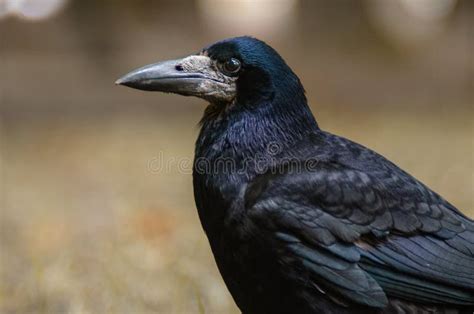 crow rook bird   park  fall close  wildlife photography stock