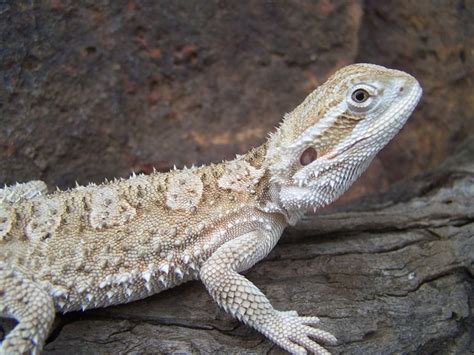 Sub Adult Male Pygmy Bearded Dragon Aussie Pythons And Snakes Forum