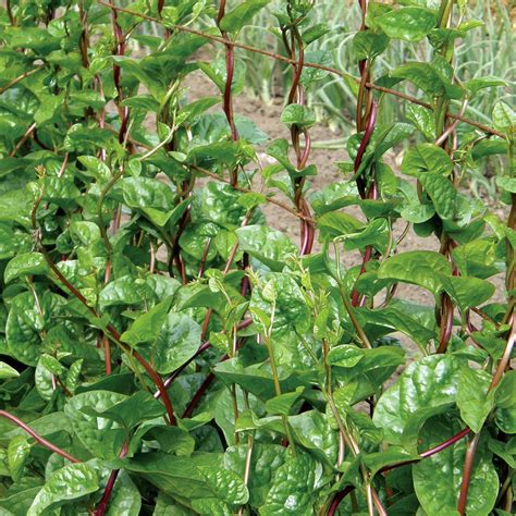 Spinach Malabar Red Climbing The Diggers Club