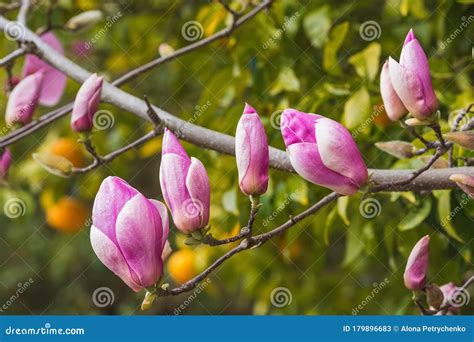 Blooming Naked Branches Of Pink Magnolia Tree Stock Image Image Of Naked Growth 179896683