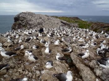 agreement   conservation  albatrosses  petrels warming seas