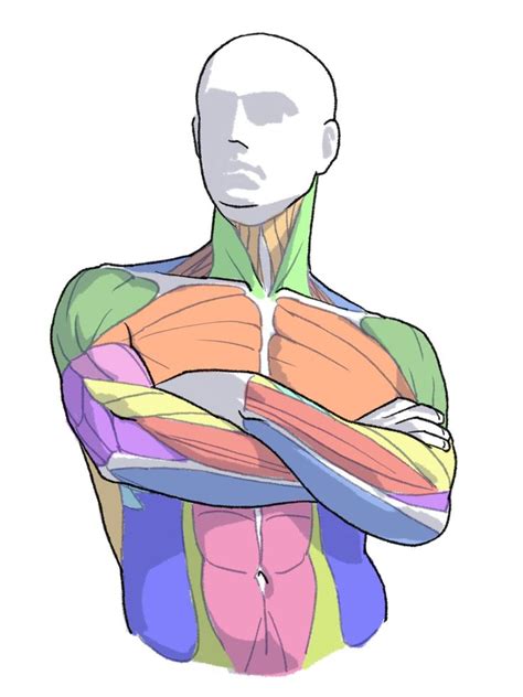 An Image Of A Man S Torso With His Arms Folded In Different Colors And