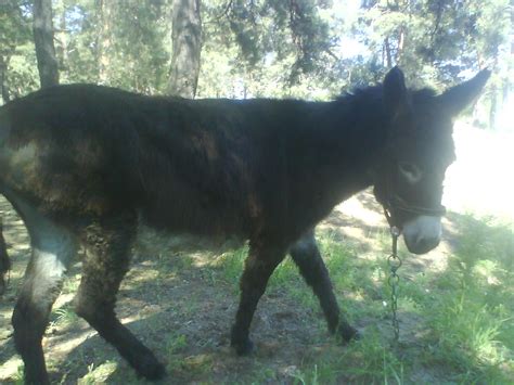 г.Каменка-Днепровская: Кони,лес..Вобщем природа нашего города!