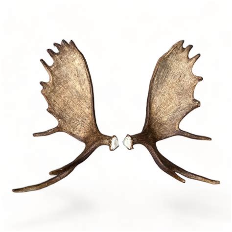 Whole Moose Antler Dog Chews Page 3 Allagash Antlers