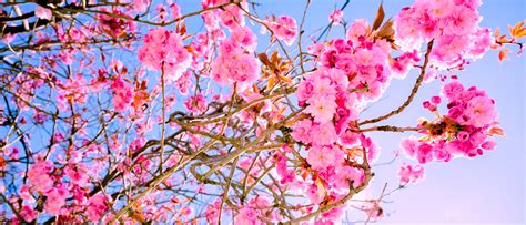 what is considered late spring 8
