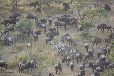Secret Safari Season in Tanzania’s Northern Circuit